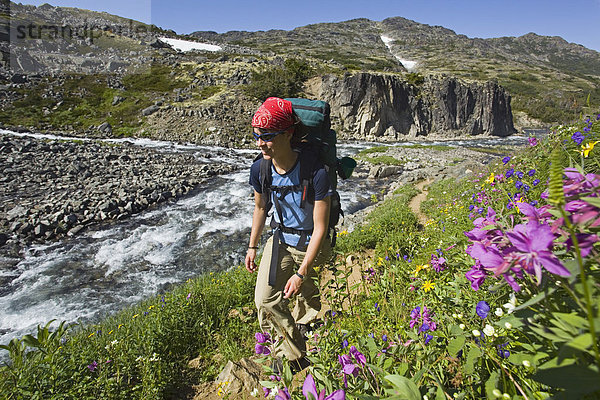 Junge Wanderin  Rucksacktourist  blühenden alpine Blumen  historischer Chilkoot Pass  Chilkoot Trail Wanderweg  dahinter ein Bach  alpine Tundra  Yukon Territory  British Columbia  BC  Kanada