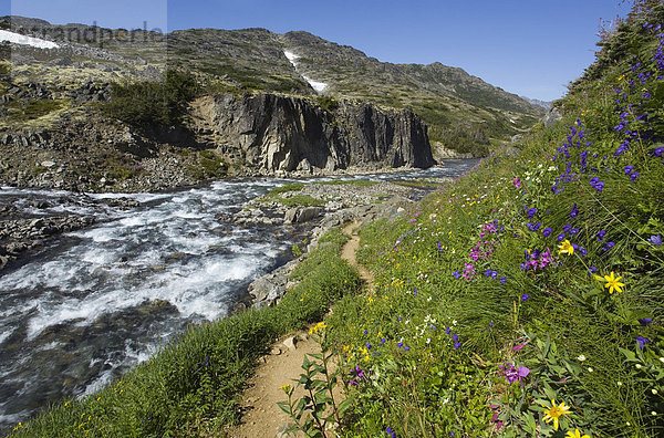 Blühenden alpine Blumen  historischer Chilkoot Pass  Chilkoot Trail Wanderweg  dahinter ein Bach  alpine Tundra  Yukon Territory  British Columbia  BC  Kanada