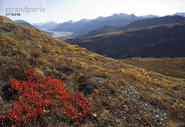 Indian Summer  Blätter in Herbstfarben  Blick vom Sheep Mountain ins Slim's River Valley  Kaskawulsh Gletscher  St. Elias Mountains  Kluane Nationalpark und Reservat  Yukon Territory  Kanada