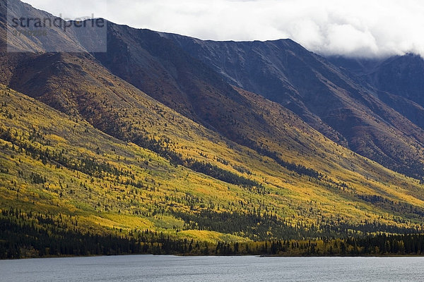 Indian Summer  Blätter in Herbstfarben  Annie Lake Road  Annie Lake See  Hügel  Küstengebirge dahinter  Yukon Territory  Kanada