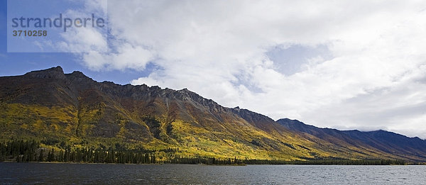 Indian Summer  Blätter in Herbstfarben  Annie Lake Road  Annie Lake See  Hügel  Küstengebirge dahinter  Yukon Territory  Kanada
