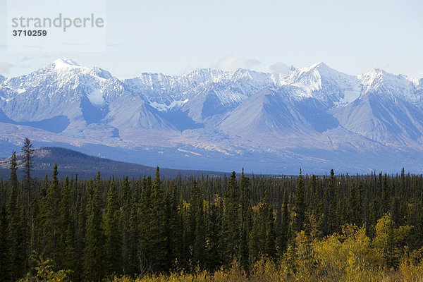 Indian Summer am Alaska Highway  Blätter in Herbstfarben  St. Elias Mountains dahinter  Kluane Nationalpark und Reservat  Yukon Territory  Kanada