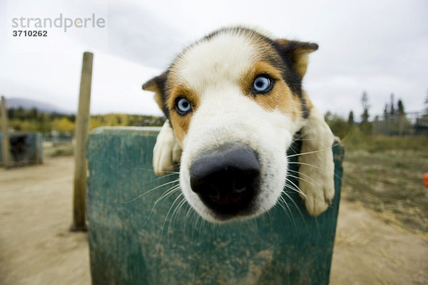 Neugieriger Schlittenhund  Alaskan Husky  auf seiner Hundehütte  Yukon Territory  Kanada