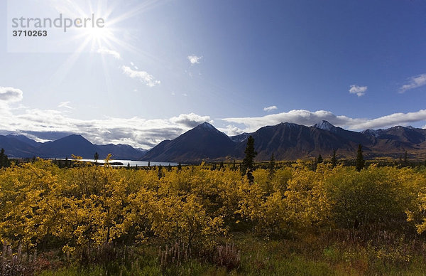 Indian Summer  Blätter in Herbstfarben  Kathleen Lake See  St. Elias Mountains  Kluane Nationalpark und Reservat  Yukon Territory  Kanada