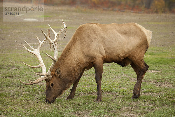 Grasender Elk oder Wapiti (Cervus canadensis)  Bulle  Yukon Territorium  Kanada