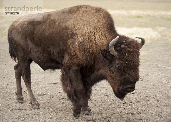 Amerikanischer Waldbison  Indianerbüffel (Bison bison athabascae)  Bulle  Yukon Territorium  Kanada
