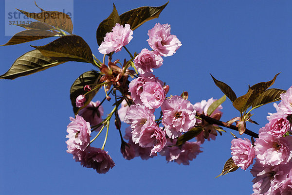 Blühender Blutpflaumenbaum (Prunus cerasifera)