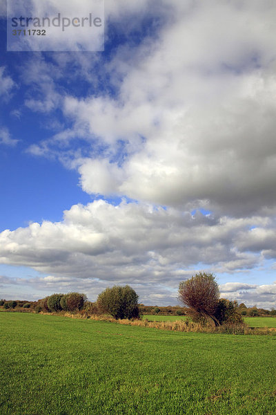 Landschaft mit Weiden  Kopfweiden (Salix spec.) im Herbst  Klützer Winkel  Kreis Nordwestmecklenburg  Mecklenburg-Vorpommern  Deutschland  Europa