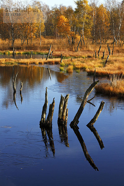 Hochmoor  Moor mit Moorsee und Birken im Herbst  Naturschutzgebiet Wittmoor  Hamburg  Deutschland  Europa