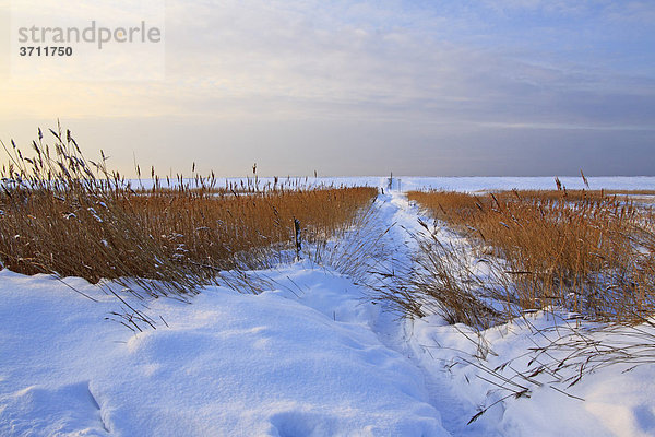 Schnee bedeckte Küstenlandschaft mit Schilf und Deich  Naturschutzgebiet Wallnau  Winter  Insel Fehmarn  Ostseeküste  Schleswig-Holstein  Deutschland  Europa
