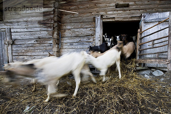 Ziegen laufen aus Stall auf Almhütte  Inneralpbach Greidergraben  Alpbachtal  Nordtirol  Österreich  Europa