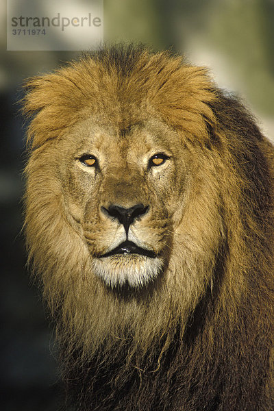 Afrikanischer Löwe (Panthera leo)  Männchen  Portrait  Afrika