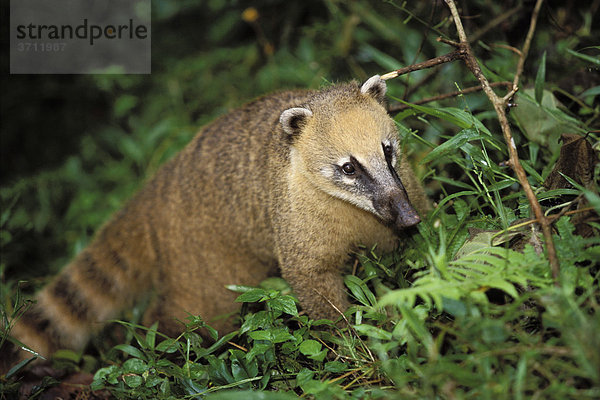 Südamerikanischer Nasenbär  Coati (Nasua nasua)  Iguassu Nationalpark  Brasilien  Südamerika