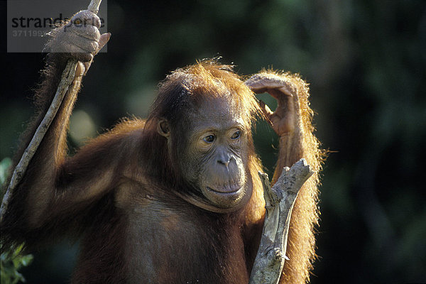 Junger Orang-Utan (Pongo pygmaeus) in Baum  nachdenklich  Tanjung Puting Nationalpark  Borneo