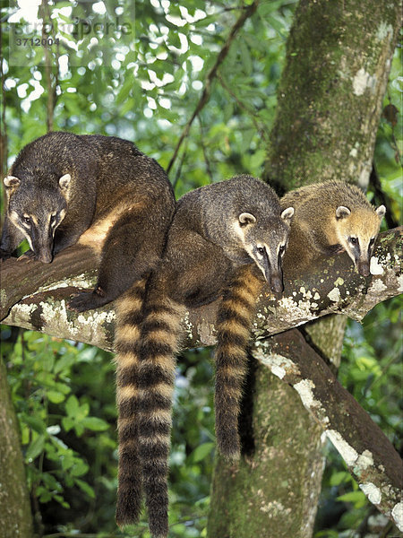 Südamerikanische Nasenbären  Coatis (Nasua nasua) im Baum  Iguassu Nationalpark  Brasilien  Südamerika