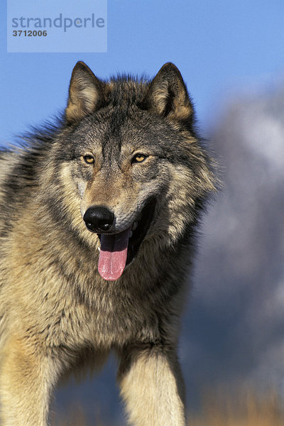 Wolf (Canis lupus)  Nordamerika
