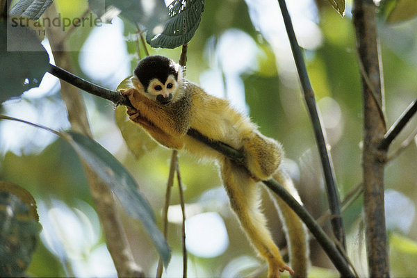 Totenkopf-Äffchen (Saimiri oerstedi)  Manuel Antonio Nationalpark  Costa Rica  Mittelamerika