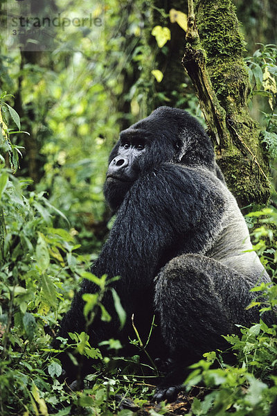 Berggorilla (Gorilla beringei)  Silberrücken  Männchen  Virunga Nationalpark  Zaire  Afrika