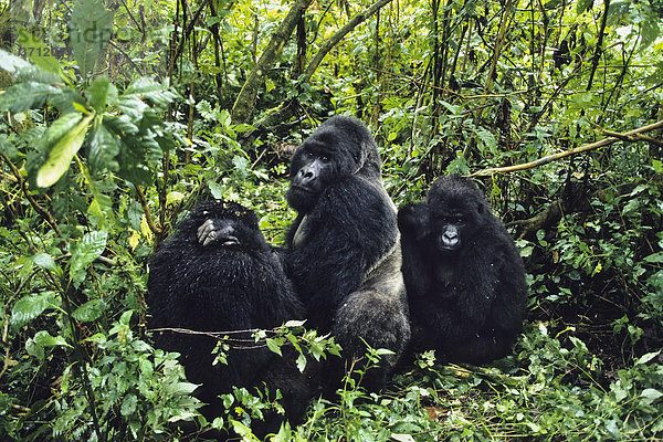 Berggorillas (Gorilla beringei)  Virunga Nationalpark  Zaire  Afrika