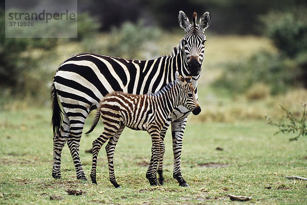 Zebra (Equus burchelli) mit Fohlen  Serengeti  Tansania  Ostafrika  Afrika equus burchelli  Zebra