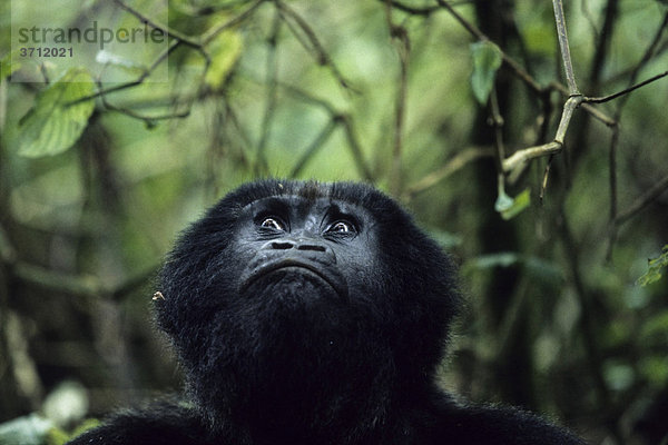 Berggorilla (Gorilla beringei) schaut nach oben  Virunga Nationalpark  Zaire  Afrika