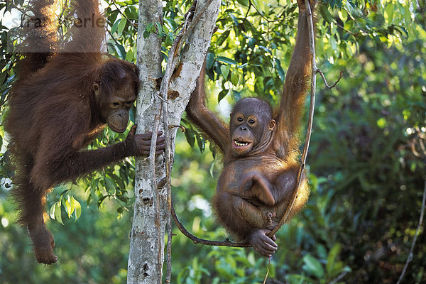 Junge Orang-Utans (Pongo pygmaeus) turnen in Baum  Tanjung Puting Nationalpark  Borneo  Asien