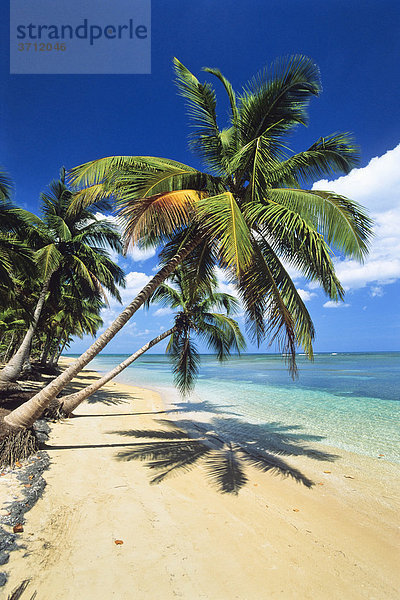 Kokospalmen (Cocos nucifera)  Palmenstrand  Dominikanische Republik  Karibik