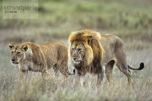 Afrikanische Löwen (Panthera leo)  Männchen und Weibchen  Paar  Serengeti  Tansania  Ostafrika  Afrika