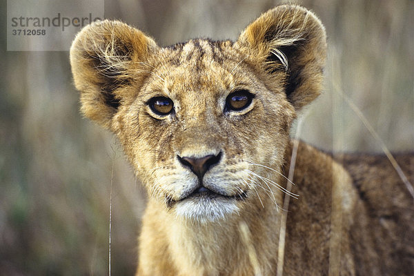 Junger Afrikanischer Löwe (Panthera leo)  Serengeti  Tansania  Ostafrika  Afrika
