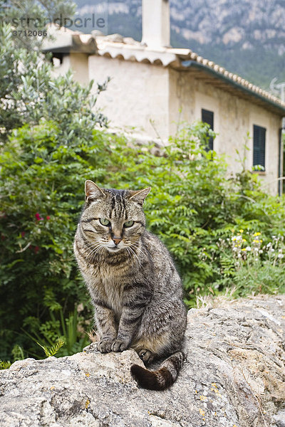 Katze sitzt auf einer Mauer in Dei‡  Tramuntana Gebirge  Mallorca  Balearen  Spanien  Europa
