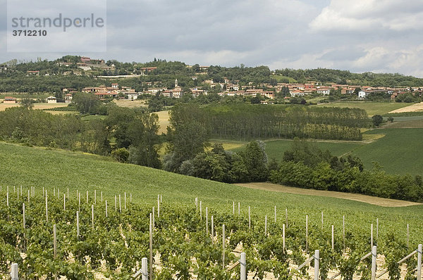 Weinfelder bei Alfiano Natta am Castello Razzano nördlich von Asti im Piemont Piemonte Italien