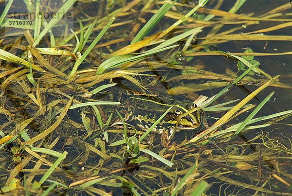 Wasserfrosch ( Rana esculenta ) Bavaria Germany