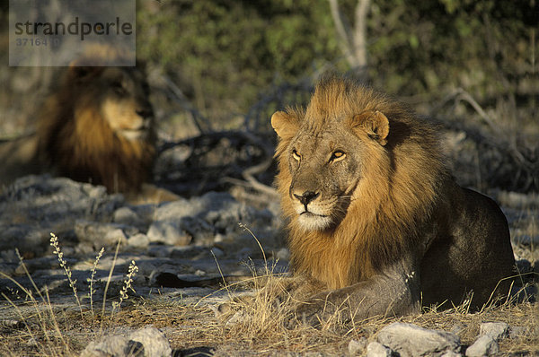 Männlicher Löwe Panthera leo Zweiter Löwe im Hintergrund Etosha Namibia