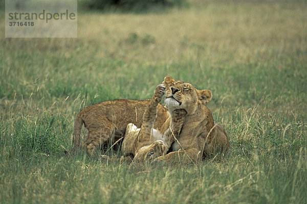 Löwin Panthera leo spielt mit Jungem Masai Mara Nationalreservat  Kenia