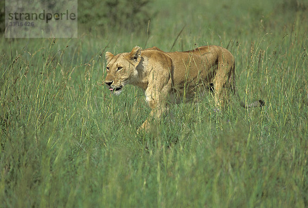 Löwin schleicht durchs Gras Masai Mara Nationalreservat  Kenia