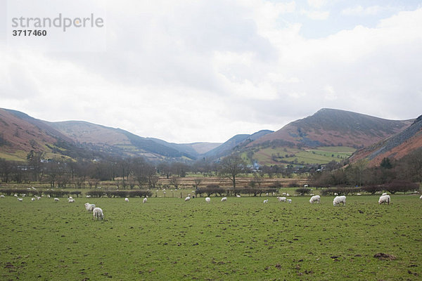 Berge und Schafe in Feld in Llangynog  North wales
