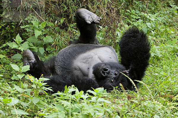 Berggorilla auf dem Rücken liegend