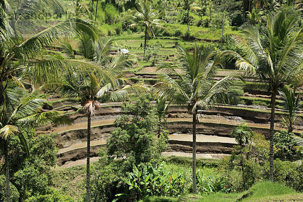 Reisfelder und Palmen in bali