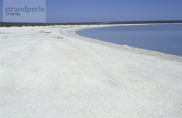 Strand der aus weißen Muscheln besteht Shark bay Westaustralien