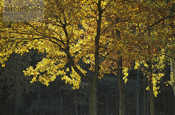 Herbstlich gefärbtes Laub leuchtet im Sonnenlicht