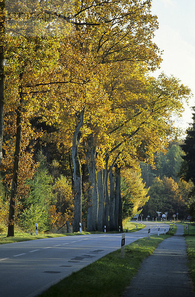 Herbstlich gefärbtes Laub an einer Landstrasse in Norddeutschland