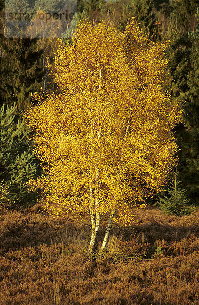 Herbstlich gefärbtes Laub einer Birke leuchtet im Sonnenlicht