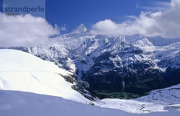 Schreckhorn und oberer Grindelwaldgletscher bei Grindelwald  Schweiz