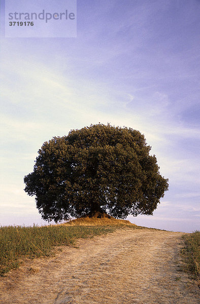 Ein einsamer Baum steht auf einem Hügel nahe Montalcino Toskana Italien