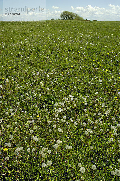 Pusteblumen auf einer Wiese (Taraxacum officinale) am Saaler Bodden bei Ahrenshoop