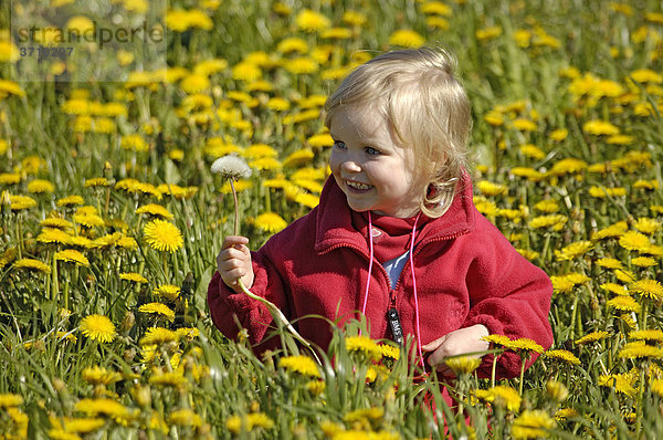 Kleines Mädchen mit einer Pustblume sitzt ein einer Wiese