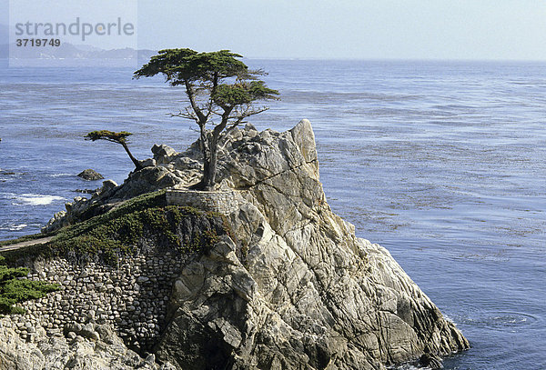 Einsame Pinie bei Monterey  Kalifornien  USA