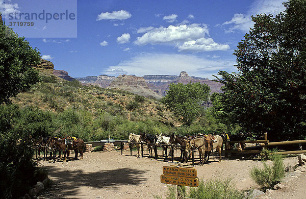 Pferdewechselstation am Bright Angel Trail  Grand Canyon  Arizona  USA