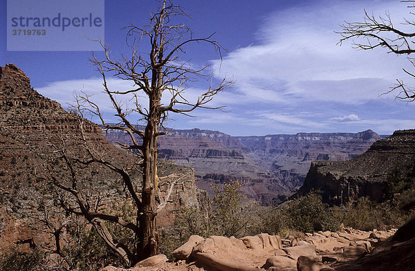 Abgestorbener Baum am Bright Angel Trail  Grand Canyon  Arizona  USA