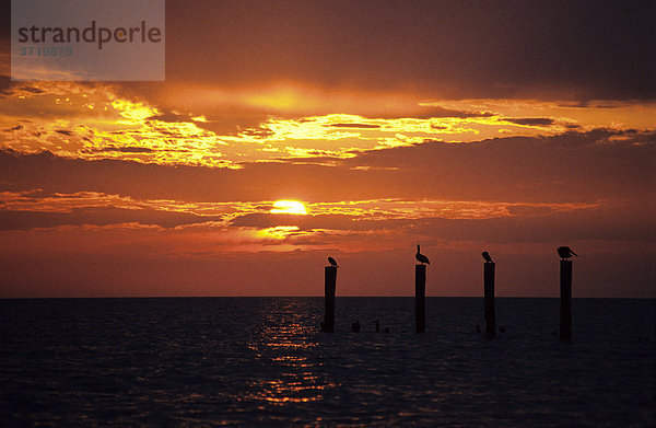 Sonnenuntergang mit Pelikanen  Florida  USA